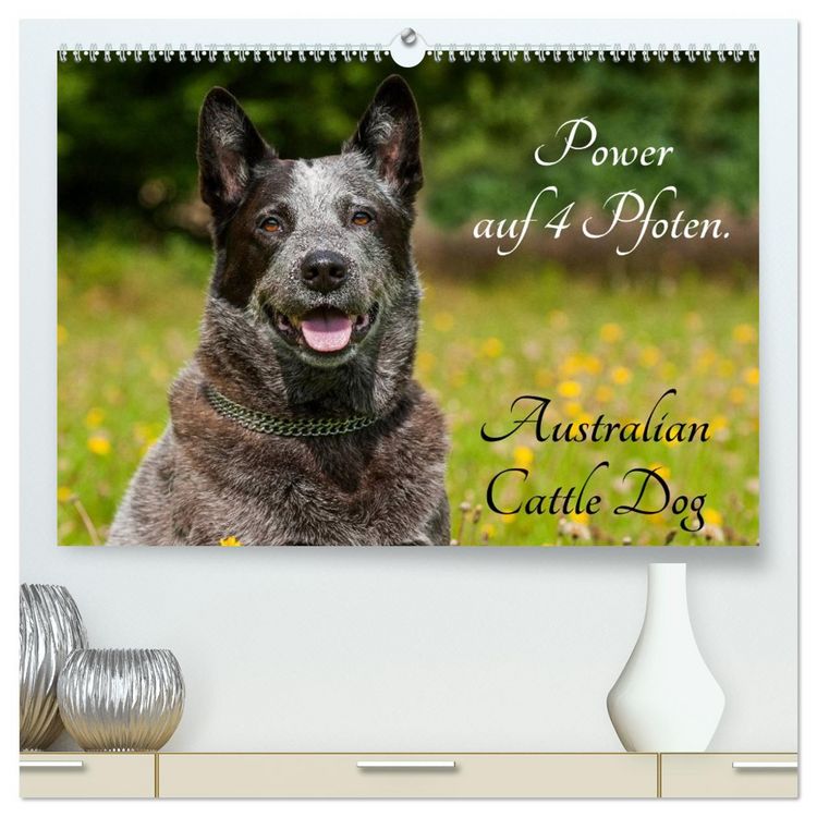 Produktbild: Power auf 4 Pfoten. Australian Cattle Dog (hochwertiger Premium Wandkalender 2026 DIN A2 quer), Kunstdruck in Hochglanz