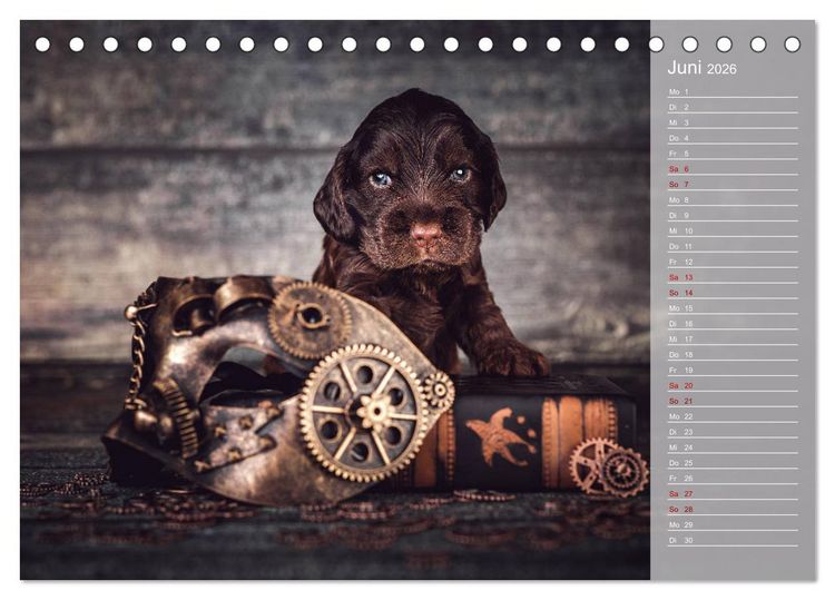 Produktbild: Englische Cocker Spaniel Welpen (Tischkalender 2026 DIN A5 quer), CALVENDO Monatskalender