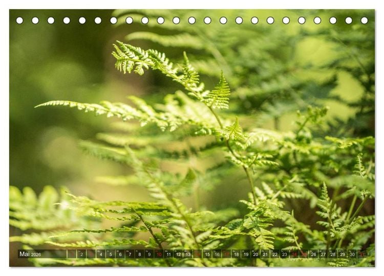 Produktbild: Feng Shui Farben - Element: Holz (Tischkalender 2026 DIN A5 quer), CALVENDO Monatskalender