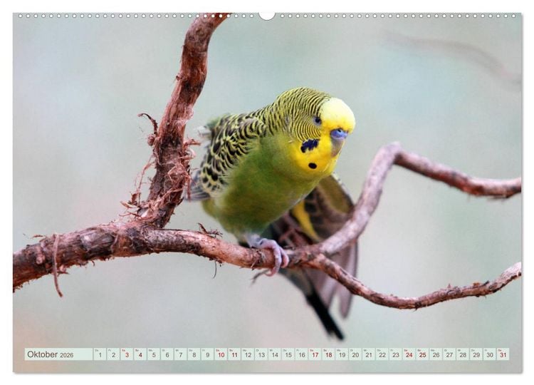 Produktbild: Krumm Schn&auml;bel - Papageien, Sittiche und andere Krumm Schn&auml;bel (hochwertiger Premium Wandkalender 2026 DIN A2 quer), Kunstdruck in Hochglanz