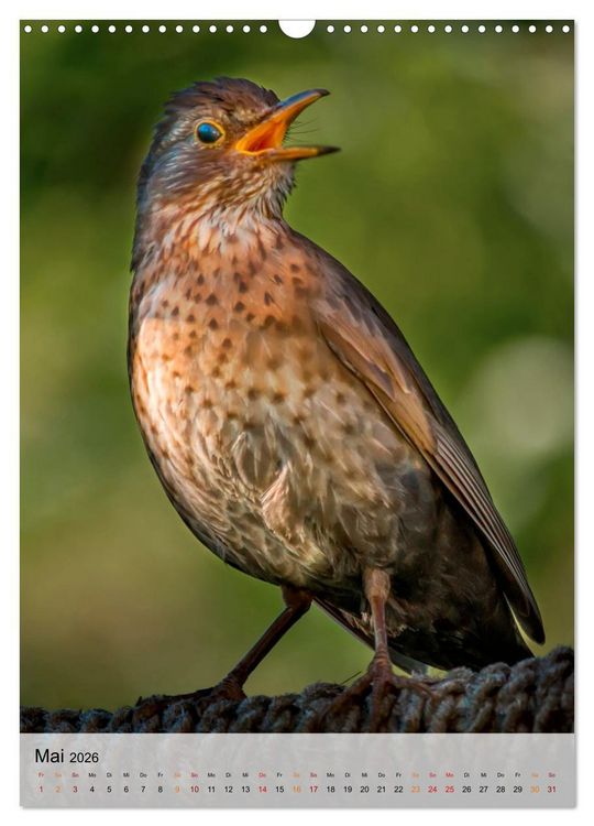 Produktbild: V&ouml;gel - gefiederte Freunde in unserer Natur (Wandkalender 2026 DIN A3 hoch), CALVENDO Monatskalender