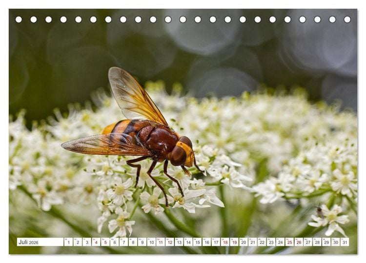 Produktbild: Ungeliebte Sch&ouml;nheiten - die faszinierende Welt unserer heimischen Fliegen (Tischkalender 2026 DIN A5 quer), CALVENDO Monatskalender