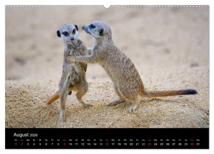 Produktbild: Lustige Erdm&auml;nnchen (Wandkalender 2026 DIN A2 quer), CALVENDO Monatskalender