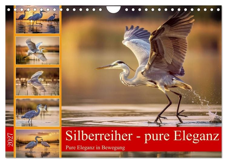 Produktbild: Silberreiher - pure Eleganz (Wandkalender 2027 DIN A4 quer), CALVENDO Monatskalender