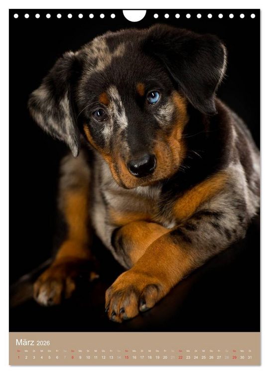 Produktbild: Hundekinder (Wandkalender 2026 DIN A4 hoch), CALVENDO Monatskalender