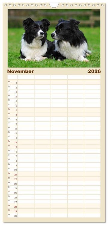 Produktbild: Familienplaner 2026 - Border Collie 2026 mit 5 Spalten (Wandkalender, 21 x 45 cm) CALVENDO