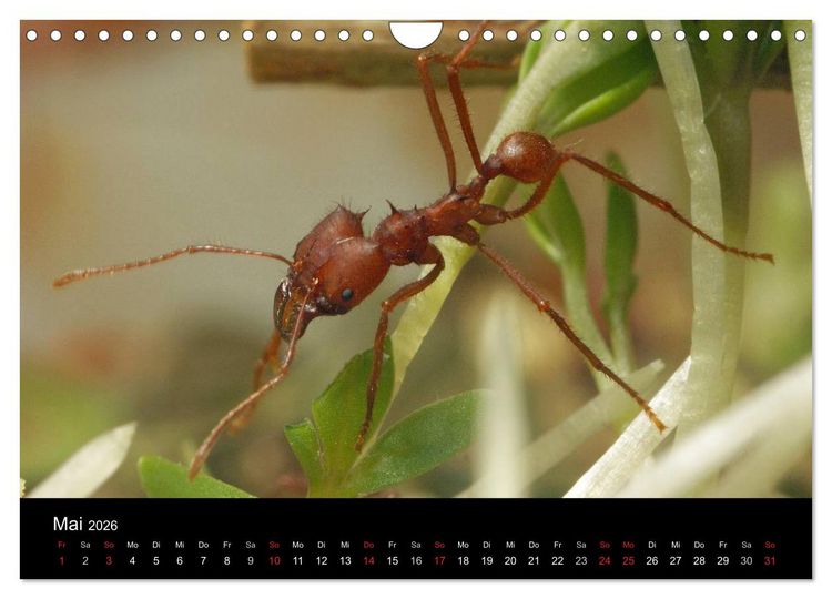 Produktbild: Atta sexdens - Blattschneiderameise (Wandkalender 2026 DIN A4 quer), CALVENDO Monatskalender