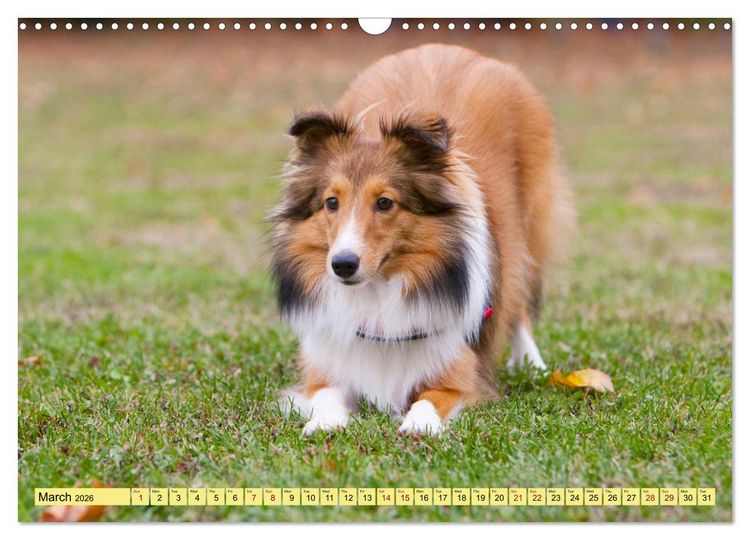 Produktbild: Shetland Sheepdogs - Sweet little charmers (Wall Calendar 2026 DIN A3 landscape), CALVENDO 12 Month Wall Calendar
