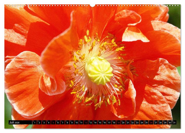 Produktbild: Mohnbl&uuml;ten-Portr&auml;ts (Wandkalender 2026 DIN A2 quer), CALVENDO Monatskalender