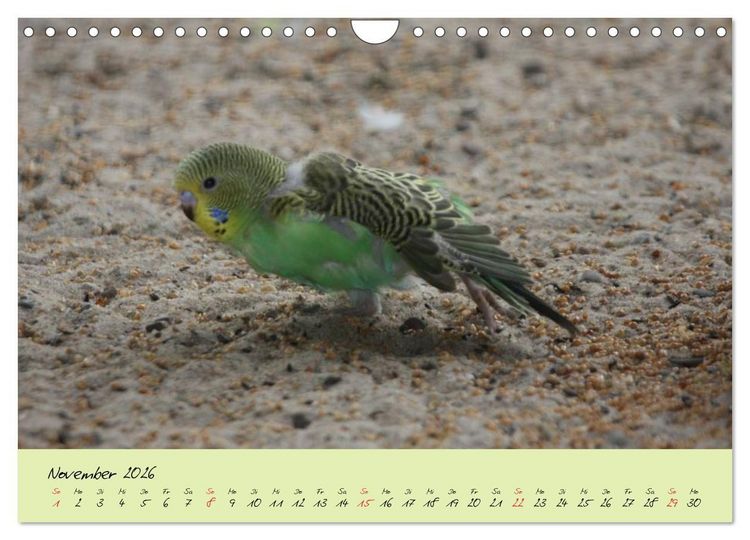 Produktbild: Wellensittiche - Gefiederte Freunde (Wandkalender 2026 DIN A4 quer), CALVENDO Monatskalender