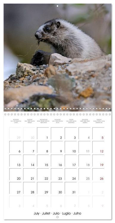 Produktbild: Marmots - Cute and Curious (Wall Calendar 2026 12 &times; 12 Inch) CALVENDO 12 Month Wall Calendar