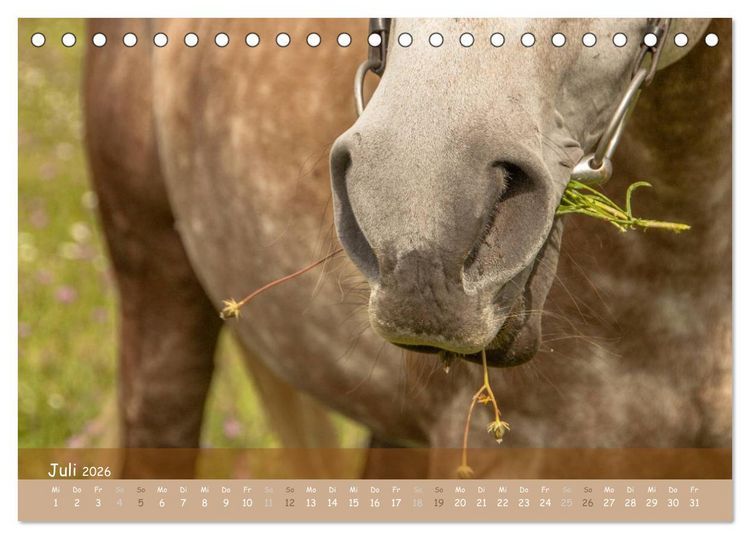 Produktbild: Mit Pferden durch&acute;s Jahr (Tischkalender 2026 DIN A5 quer), CALVENDO Monatskalender