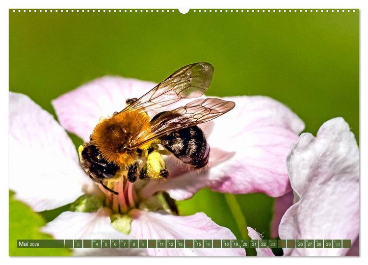 Produktbild: BIENEN - Kleine N&uuml;tzlinge ganz gro&szlig; (Wandkalender 2026 DIN A2 quer), CALVENDO Monatskalender