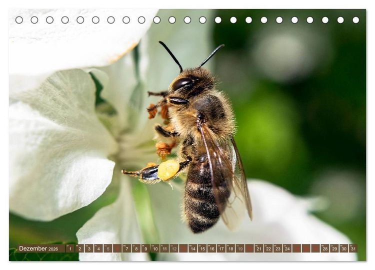 Produktbild: BIENEN - Kleine N&uuml;tzlinge ganz gro&szlig; (Tischkalender 2026 DIN A5 quer), CALVENDO Monatskalender
