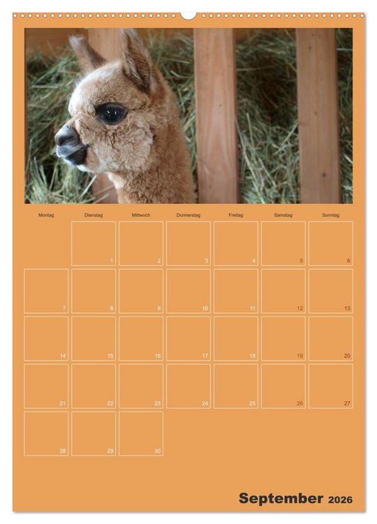 Produktbild: Alpakas zum Verlieben (hochwertiger Premium Wandkalender 2026 DIN A2 hoch), Kunstdruck in Hochglanz