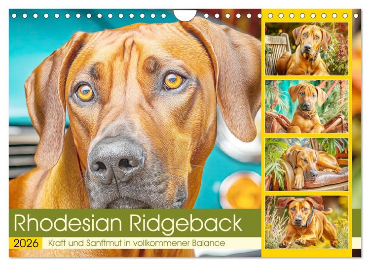 Produktbild: Rhodesian Ridgeback. Kraft und Sanftmut in vollkommener Balance (Wandkalender 2026 DIN A4 quer), CALVENDO Monatskalender