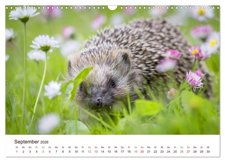 Produktbild: Igel 2026. Tierische Impressionen (Wandkalender 2026 DIN A3 quer), CALVENDO Monatskalender