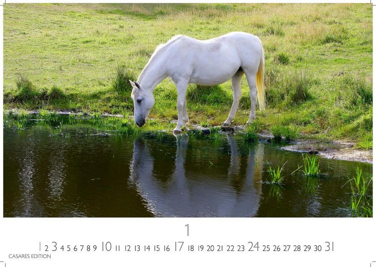 Produktbild: Pferde Kalender 2027 &ndash; Wandkalender | Fotokalender Tierkalender 35x50cm mit 12 wundersch&ouml;nen Fotos dieser edlen Tiere