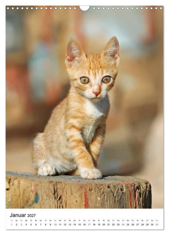 Produktbild: COUNTRY CATS (Wandkalender 2027 DIN A3 hoch), CALVENDO Monatskalender