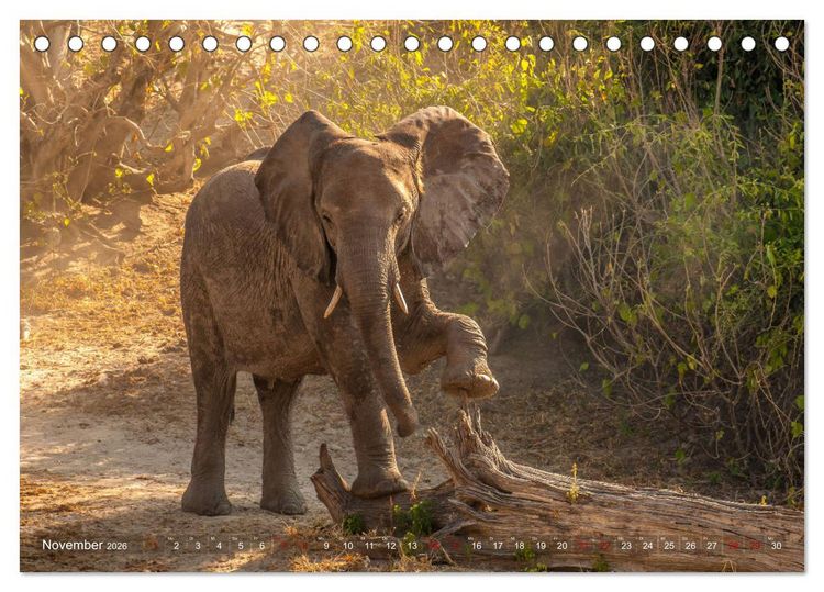 Produktbild: Elefanten in Afrika - Die mit den gro&szlig;en Ohren (Tischkalender 2026 DIN A5 quer), CALVENDO Monatskalender