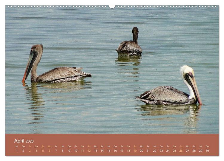 Produktbild: ABC: Aruba - Bonaire - Cura&ccedil;ao (Wandkalender 2026 DIN A2 quer), CALVENDO Monatskalender
