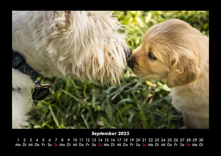 Produktbild: Hunde 2025 Fotokalender DIN A3