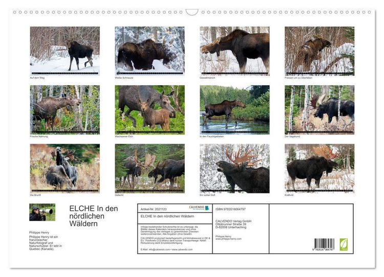 Produktbild: ELCHE In den n&ouml;rdlichen W&auml;ldern (Wandkalender 2026 DIN A2 quer), CALVENDO Monatskalender