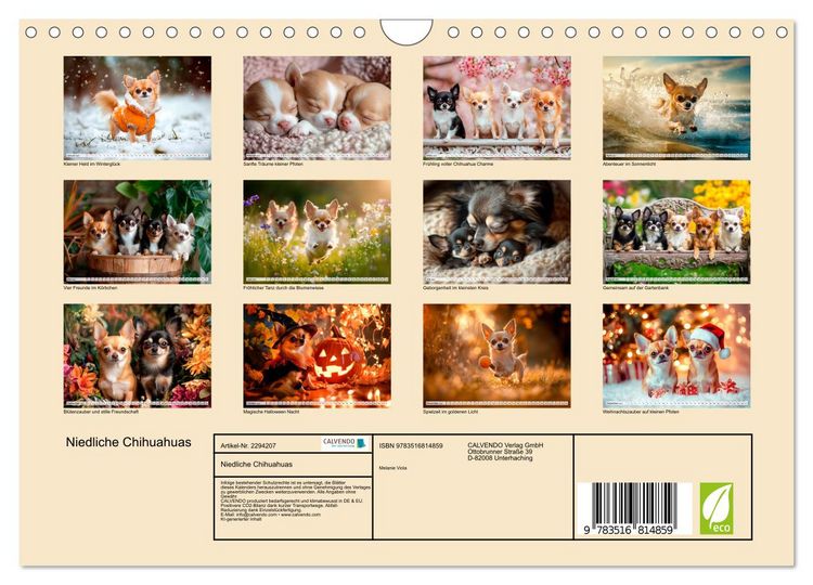 Produktbild: Niedliche Chihuahuas (Wandkalender 2027 DIN A4 quer), CALVENDO Monatskalender