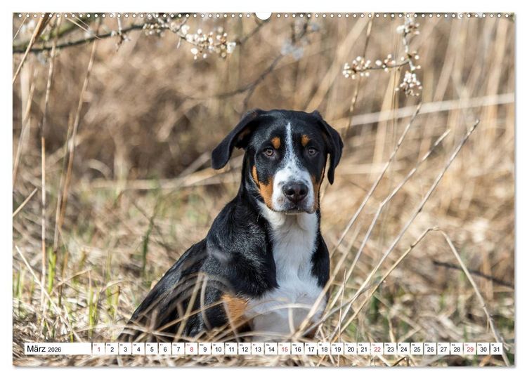 Produktbild: Gro&szlig;er Schweizer Sennenhund (hochwertiger Premium Wandkalender 2026 DIN A2 quer), Kunstdruck in Hochglanz