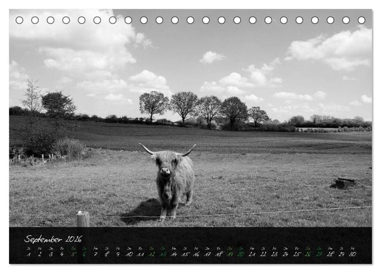 Produktbild: Highland Cattle vom Nordlicht - Faszination Hochland Rind (Tischkalender 2026 DIN A5 quer), CALVENDO Monatskalender