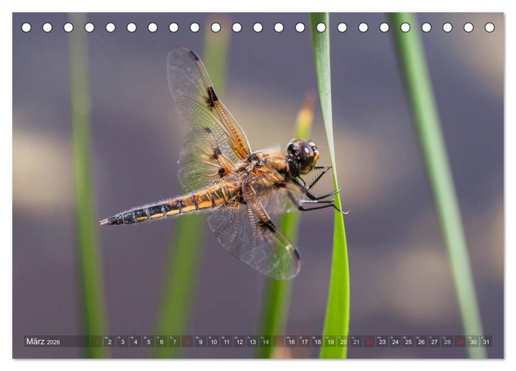 Produktbild: Libellen - Fliegende Edelsteine (Tischkalender 2026 DIN A5 quer), CALVENDO Monatskalender