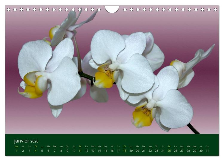 Produktbild: Les Orchid&eacute;es (Calendrier mural 2026 DIN A4 vertical), CALVENDO calendrier mensuel