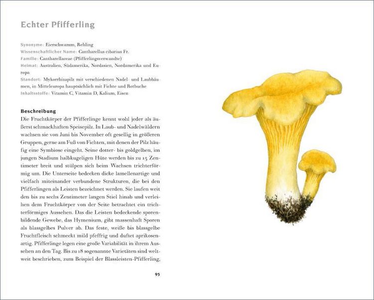 Produktbild: Das kleine Pilzbuch
