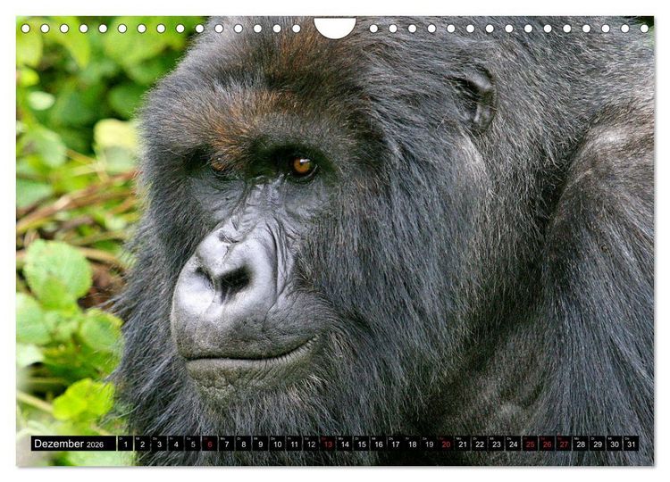 Produktbild: Berggorillas - die sanften Riesen (Wandkalender 2026 DIN A4 quer), CALVENDO Monatskalender