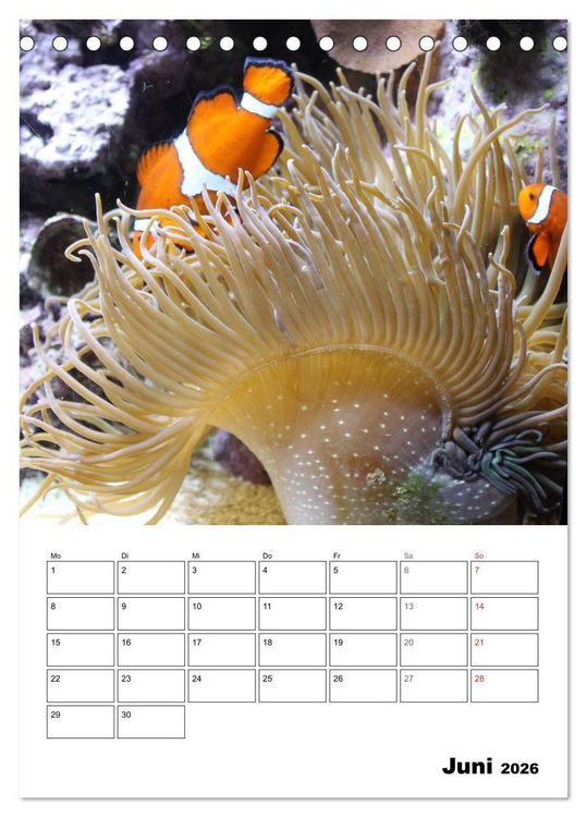 Produktbild: Zauberwelt. Fische, Korallen und Co. (Tischkalender 2026 DIN A5 hoch), CALVENDO Monatskalender