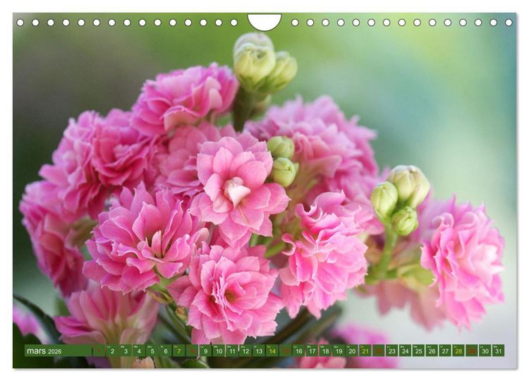 Produktbild: La beaut&eacute; des fleurs (Calendrier mural 2026 DIN A4 vertical), CALVENDO calendrier mensuel