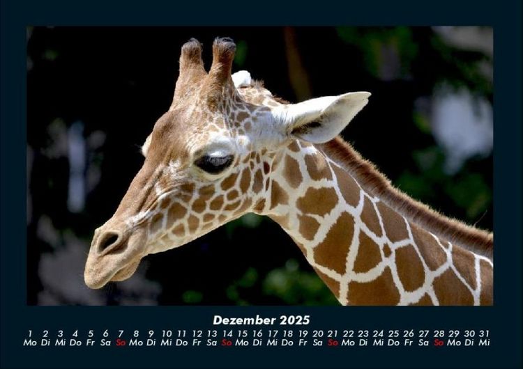 Produktbild: Giraffen 2025 Fotokalender DIN A4