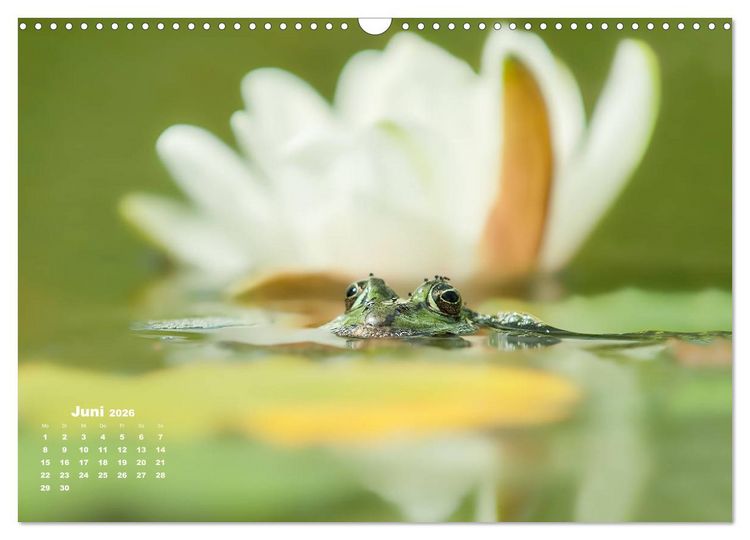 Produktbild: Gl&uuml;ckliche Fr&ouml;sche (Wandkalender 2026 DIN A3 quer), CALVENDO Monatskalender