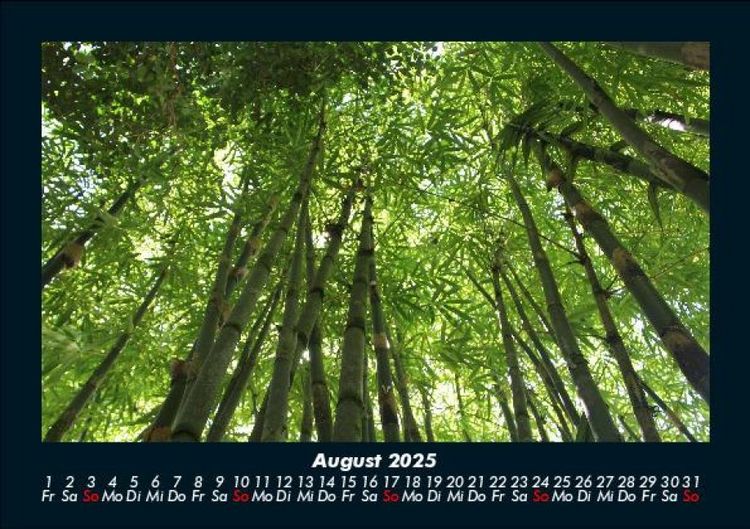 Produktbild: Waldzauber 2025 Fotokalender DIN A5