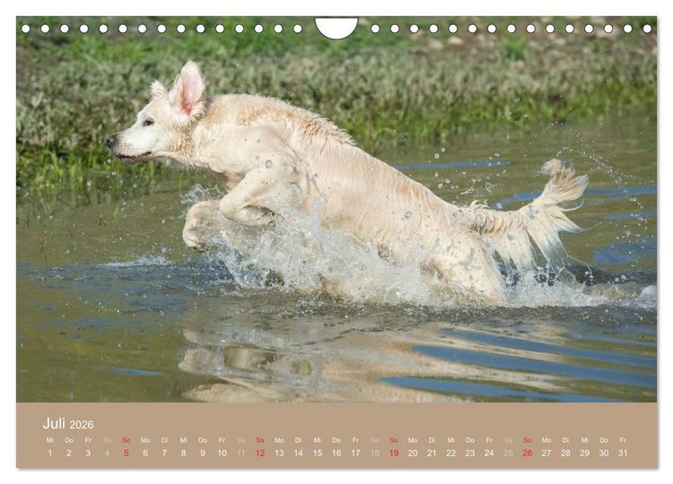 Produktbild: Golden Retriever (Wandkalender 2026 DIN A4 quer), CALVENDO Monatskalender