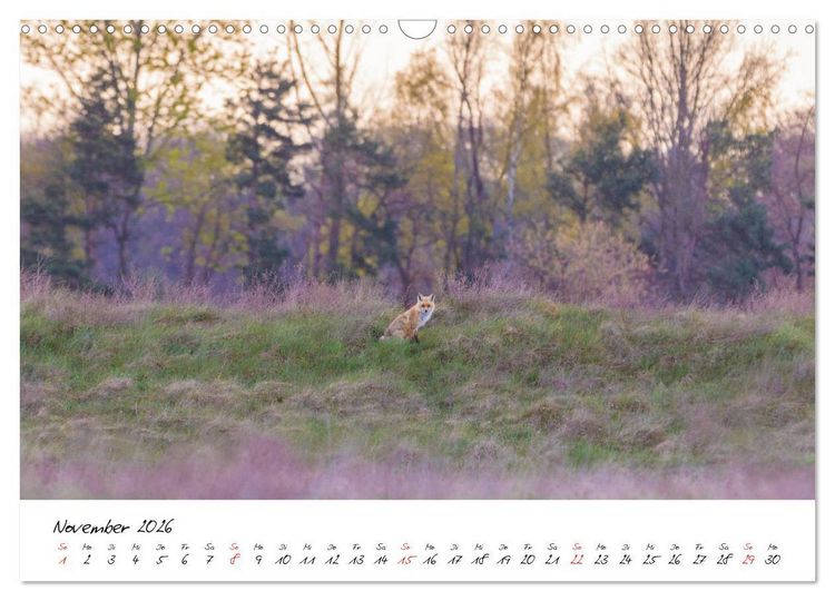 Produktbild: Fuchs entdeckt - im Naturparadies der Mecklenburgischen Seenplatte (Wandkalender 2026 DIN A3 quer), CALVENDO Monatskalender