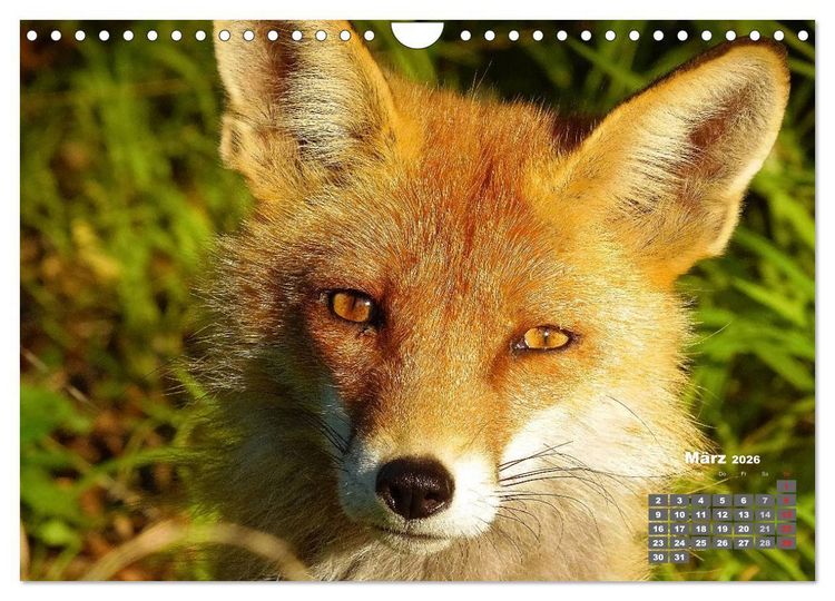 Produktbild: Familie Fuchs hautnah in Berlin (Wandkalender 2026 DIN A4 quer), CALVENDO Monatskalender