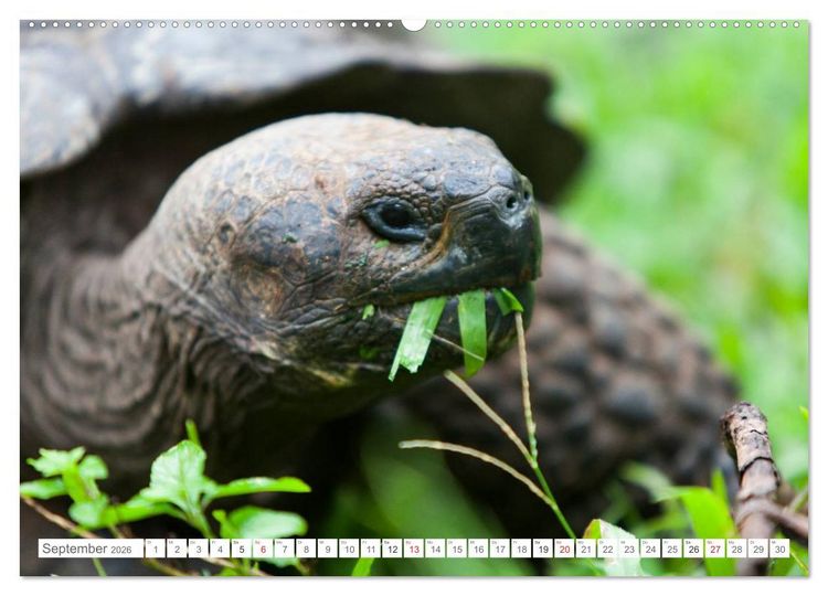 Produktbild: Galapagos. Verzauberte Inseln (Wandkalender 2026 DIN A2 quer), CALVENDO Monatskalender