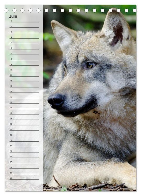 Produktbild: Der Wolf - Isegrim in den heimischen W&auml;ldern - Kalender 2026 (Tischkalender 2026 DIN A5 hoch), CALVENDO Monatskalender