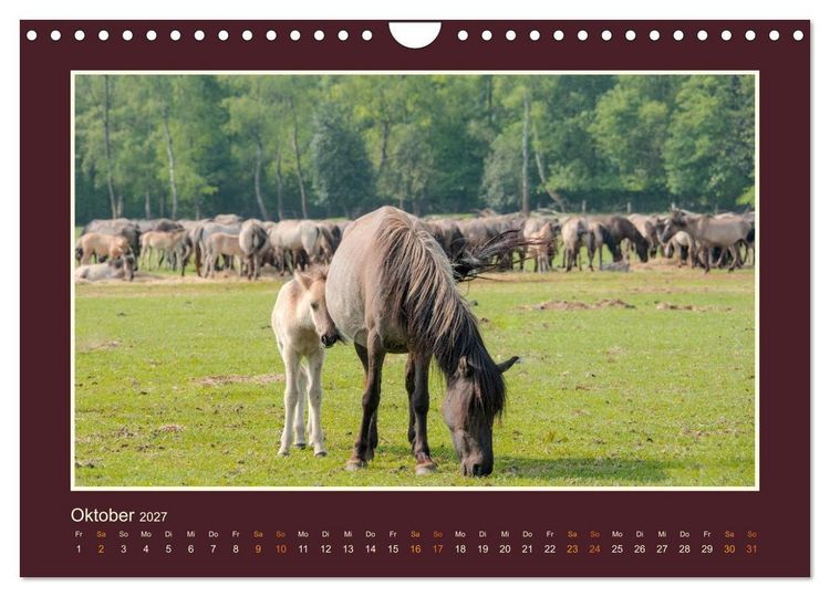 Produktbild: Die letzten Wilden - freilebende Pferde in D&uuml;lmen (Wandkalender 2027 DIN A4 quer), CALVENDO Monatskalender