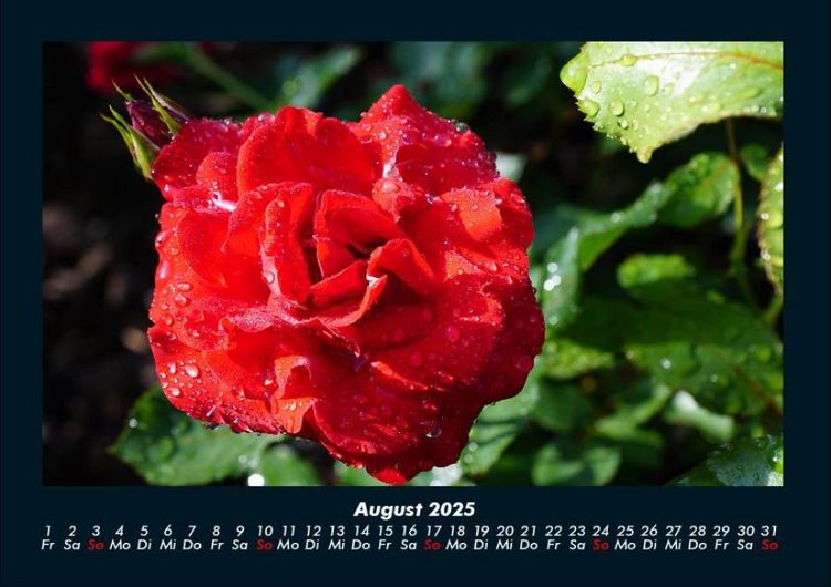 Produktbild: Strahlend sch&ouml;ne Rosen 2025 Fotokalender DIN A4