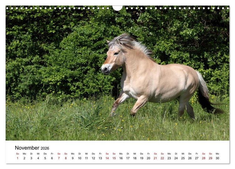 Produktbild: Pferde - im Galopp durch's Jahr 2026 (Wandkalender 2026 DIN A3 quer), CALVENDO Monatskalender