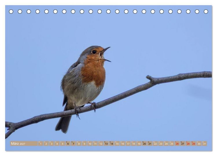 Produktbild: Robin, das s&uuml;&szlig;e Rotkehlchen (Tischkalender 2027 DIN A5 quer), CALVENDO Monatskalender