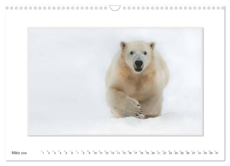Produktbild: Emotionale Momente: Der Eisb&auml;r. (Wandkalender 2026 DIN A3 quer), CALVENDO Monatskalender