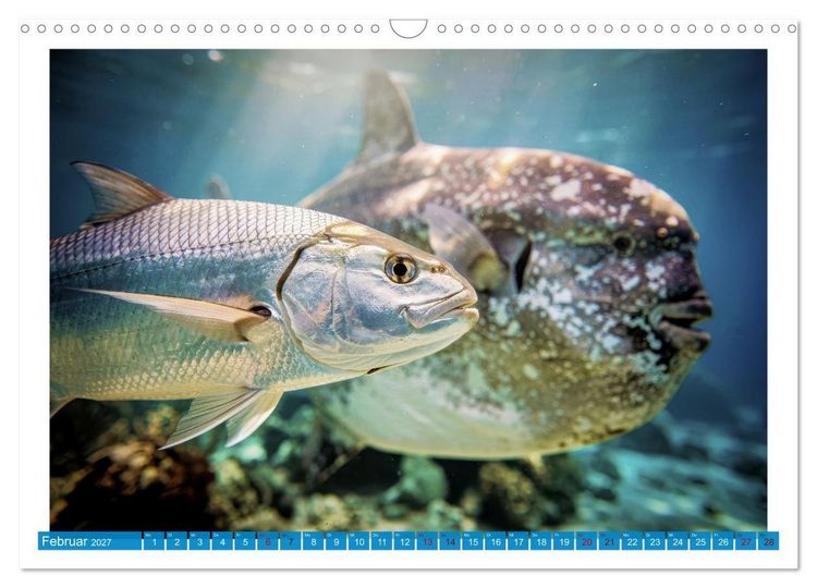 Produktbild: Knochen - und Mondfische (Wandkalender 2027 DIN A3 quer), CALVENDO Monatskalender